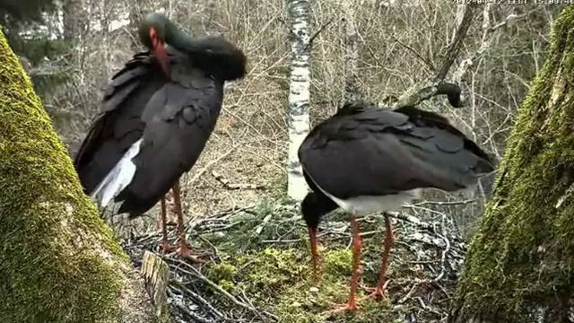 Вебкамера на гнезде чёрного аиста в Эстонии 3.wmv смотреть онлайн