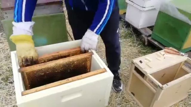 Пересадка пчёл из пчелопакетов. Пчела Узбечка. смотреть онлайн
