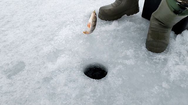 Зимняя рыбалка 2022 - Лучшая мормышка для зимней рыбалки - Ловля окуня зимой смотреть онлайн