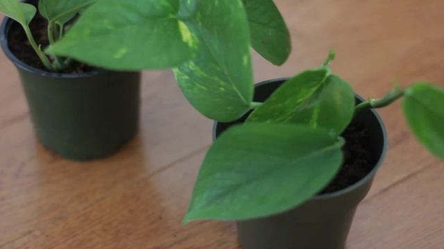 How to Propagate Golden Pathos (Epipremnum Aureum) смотреть онлайн