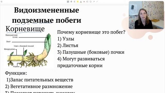 Видоизмененные органы растений смотреть онлайн