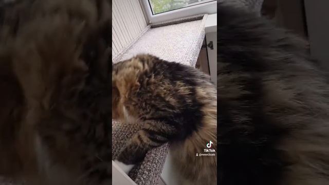 Смешные котики. Жить без кошки грустно.. смотреть онлайн