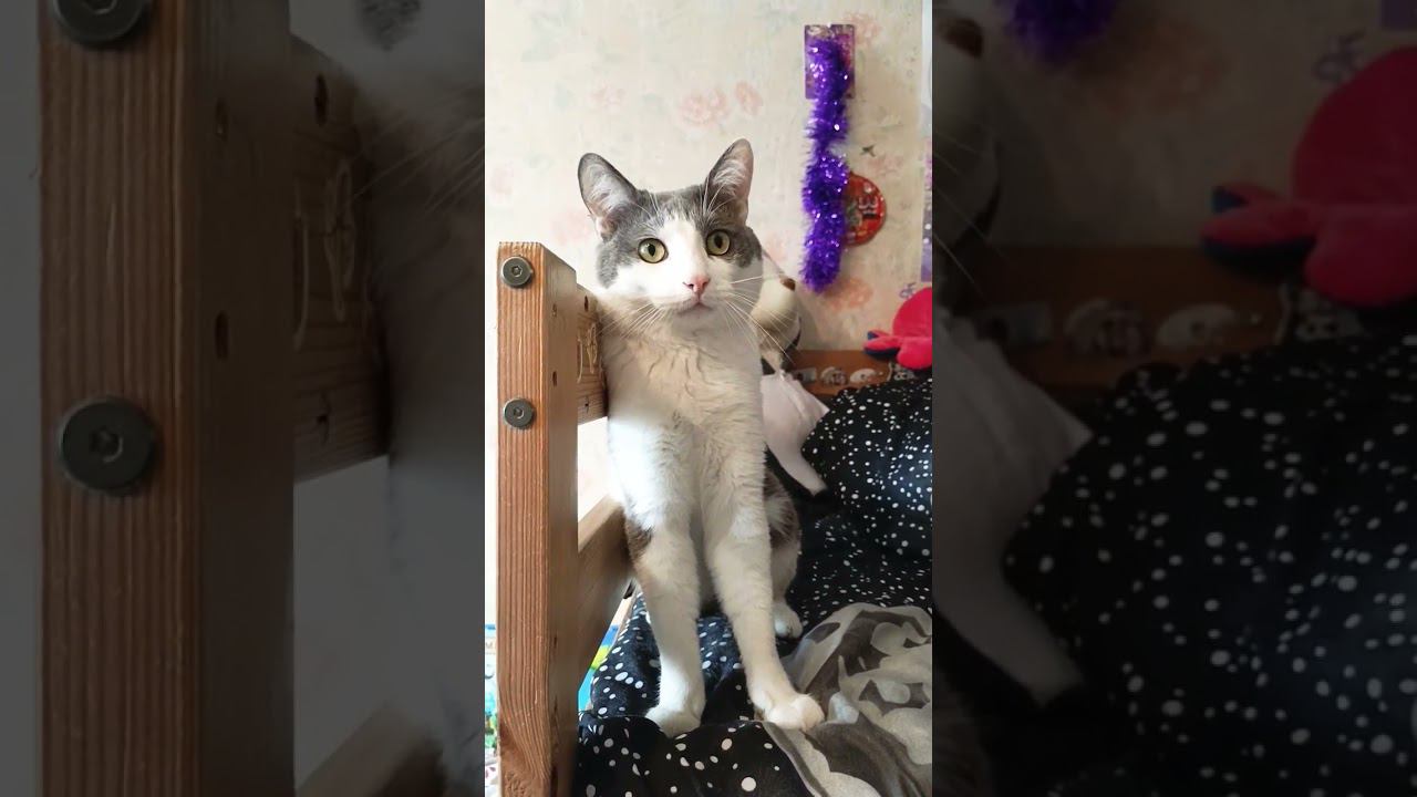 Корочея красивый)#красота #cat #мурзик #лайк #котик #питомец #love #красивые смотреть онлайн