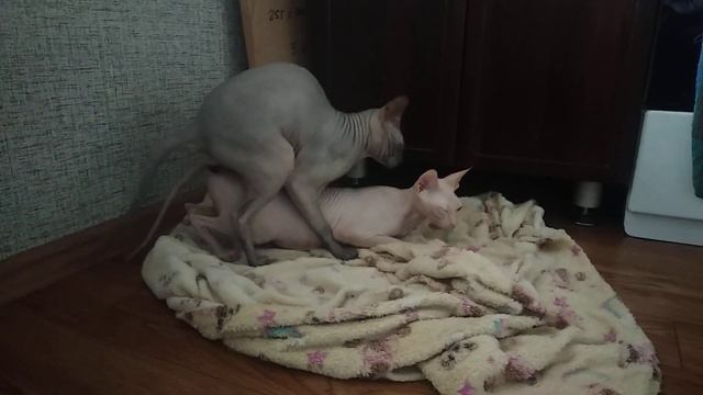 Вязка сфинксов. Sphynx Mating. Донской сфинкс Стич с самой ласковой кошечкой !