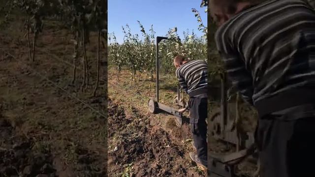 Выкопка саженцев Сливы с помощью скобы и трактора МТЗ 80 смотреть онлайн