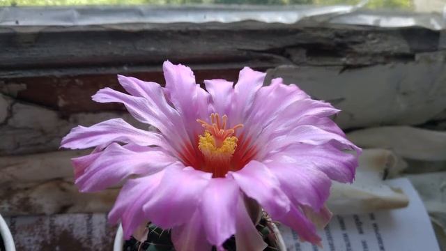 Телокактус Биколор Цветение / Thelocactus Bicolor with Flowers [Off-topic] - Timelapse 2020 смотреть онлайн