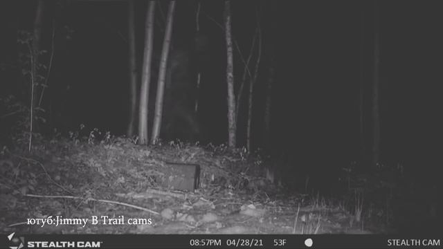 Найден Настоящий Оборотень, его засняли на камеру смотреть онлайн