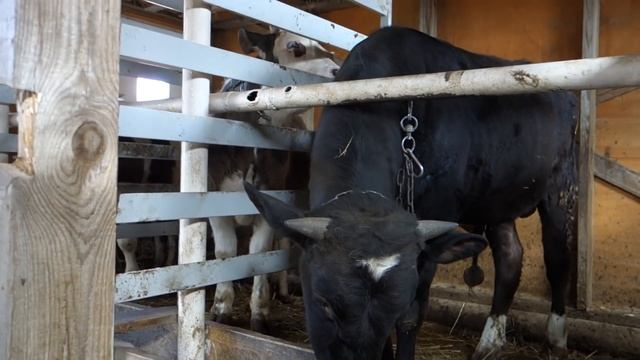 Откорм бычков 2 сезон: Итоги года,затраты,прибыль смотреть онлайн