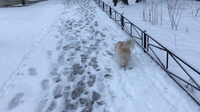 Китайская хохлатая пуховая собака пушистая | Сhinese crested dog смотреть онлайн