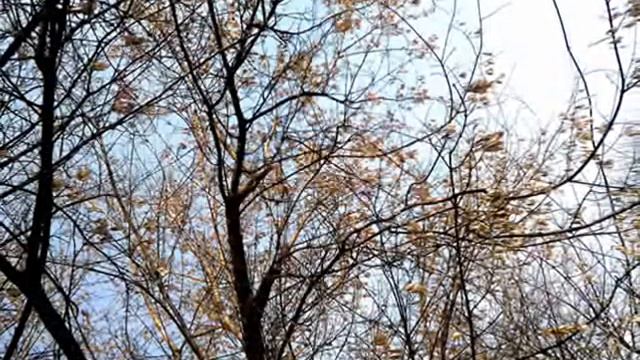 я такое дерево смотреть онлайн