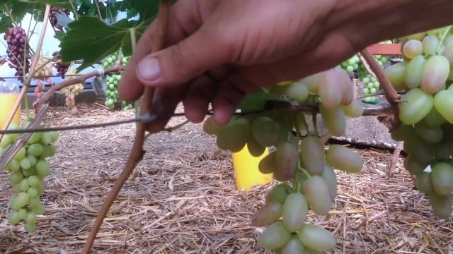 Виноградник Сергея Певнёва смотреть онлайн