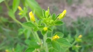 Jessica Shabnam | Bangla Choti Golpo | 2023 জেসিকা শবনম | বাংলা চটি গল্প 2023