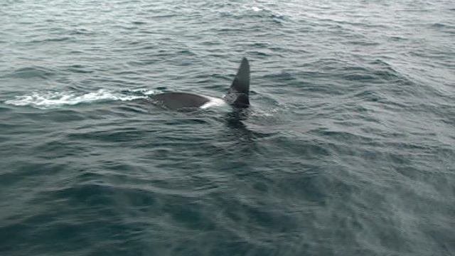 Восток Тур морские экспедиции по ДВ