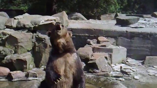 В зоопарке Калининграда смотреть онлайн