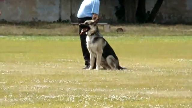 Фиелисс Хангрей. Воронеж. Испытания по ВН смотреть онлайн