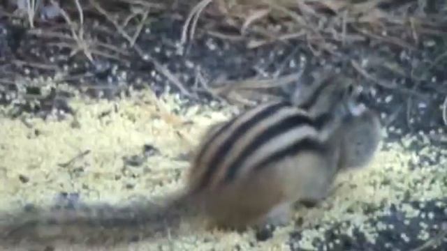 Запасливый бурундучок!.avi смотреть онлайн