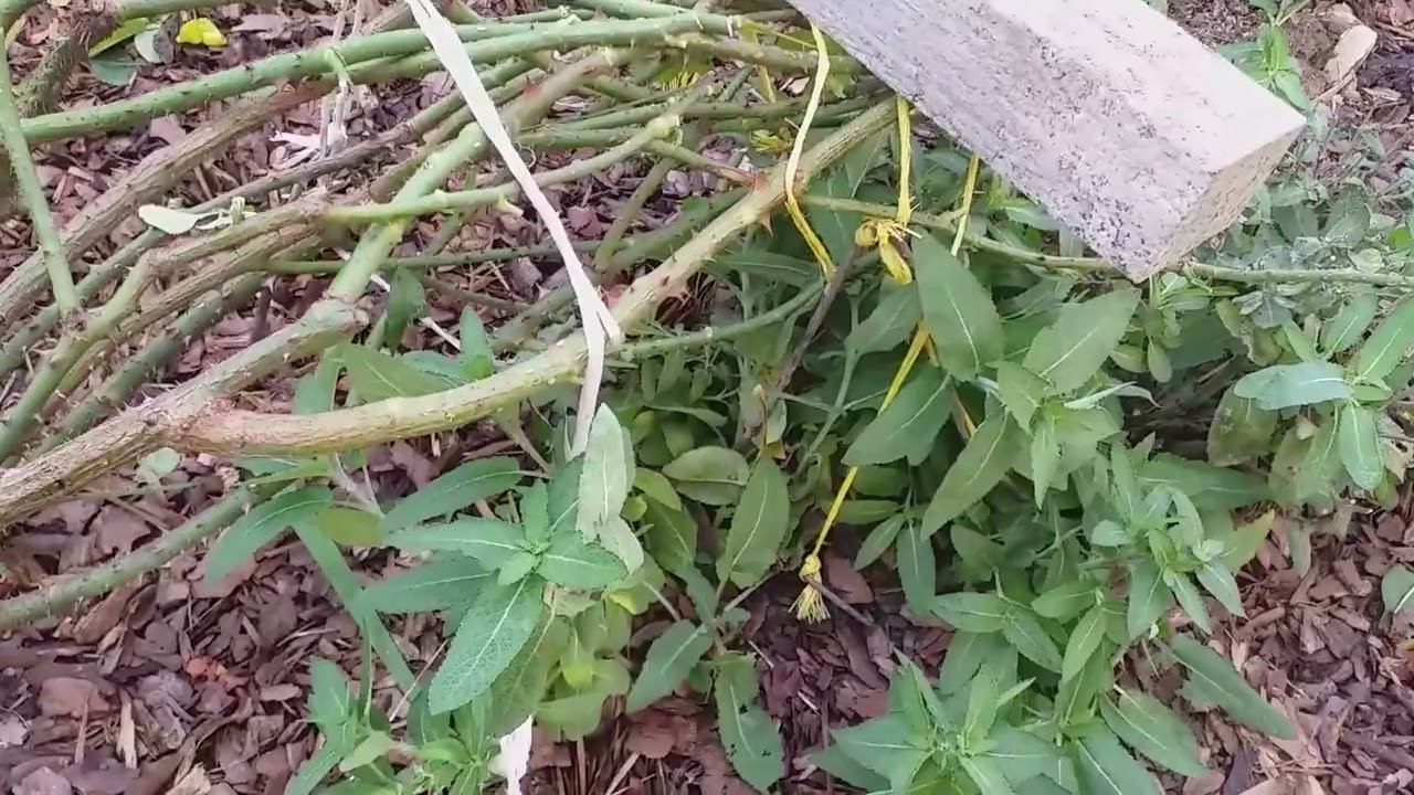 Обрезка роз под укрытие на примере своего розария. Неприятная неожиданность... смотреть онлайн