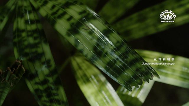 ［ MAPU花斑刺軸櫚 Licuala Mattanensis Mapu ］- PIBI GARDEN002