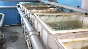 АВАРИЯ в УЗВ. Устройство системы. Мраморный, клариевый сом. #мраморныйсом #клариевыйсом #узв