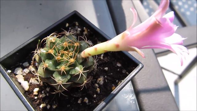 Cactus Blooming смотреть онлайн