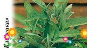 Шалфей овощной Нектар. Краткий обзор, описание характеристик, где купить семена salvia officinalis