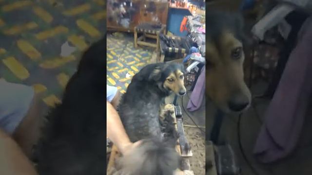 как я постриг собаку смотреть онлайн