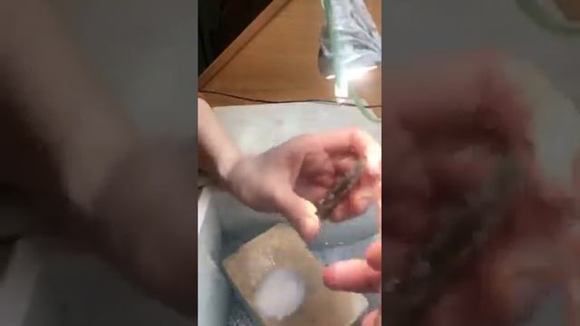 Фрикатинг. Кварц2. Юля Гоголь смотреть онлайн