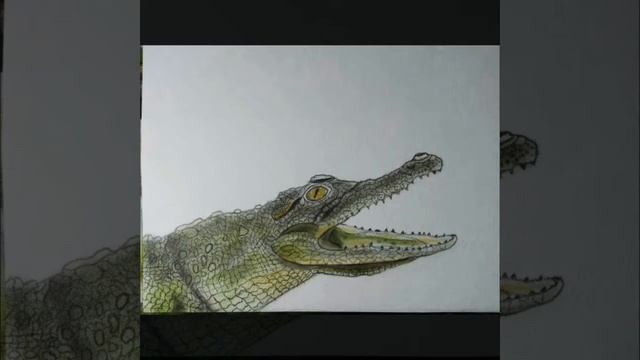How to draw a crocodile. Step by stepКак нарисовать крокодила.Шаг за шагом