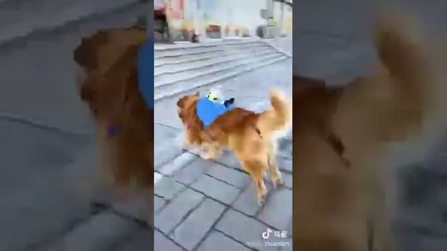 coronovirus - how to shop in China - короновирус - как ходят за покупками в китае смотреть онлайн