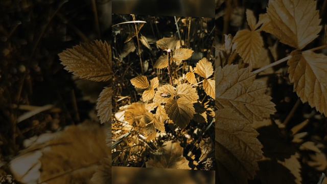 Загорье июнь 2024