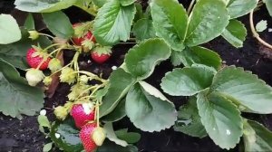 Сорт клубники Ания.