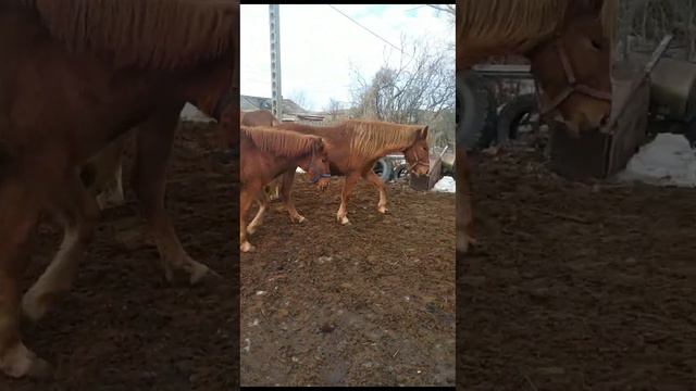 Как коровы пьют воду. смотреть онлайн
