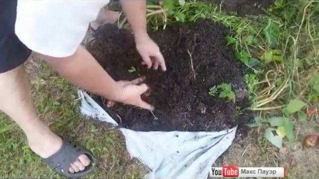 Россиянин изобрел упрощенный способ выращивания картофеля ВИДЕО смотреть онлайн