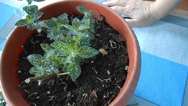 Гипестес Розовая вуаль. Обрезка. смотреть онлайн