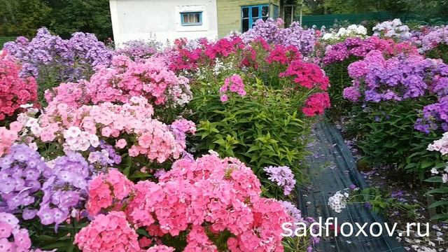 Небольшая часть моего Сада Флоксов смотреть онлайн