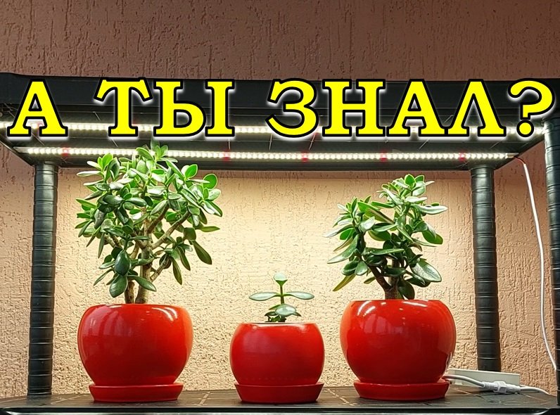 ФИТОЛАМПЫ нового поколения: обзор и тест???