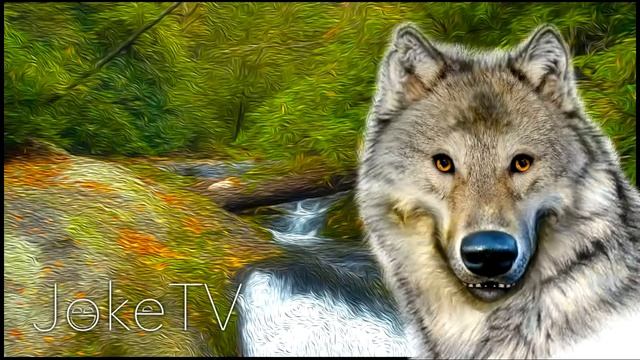 Анекдоты про животных. Анекдоты от Волка #23 смотреть онлайн