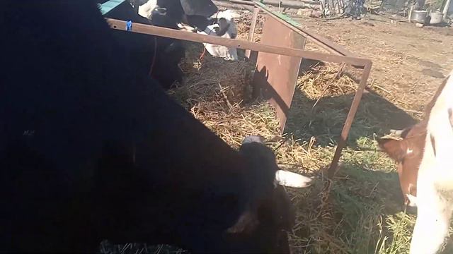 Как проживают мои коровы, новости. смотреть онлайн