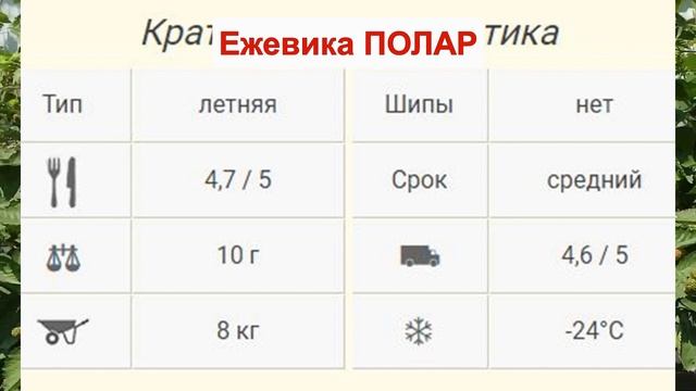 ЕЖЕВИКА ПОЛАР - ВКУСНЫЙ сорт БЕЗ ШИПОВ. Морозостойкая  ЯГОДА. ОПИСАНИЕ СОРТА, характеристики ОТЗЫВЫ