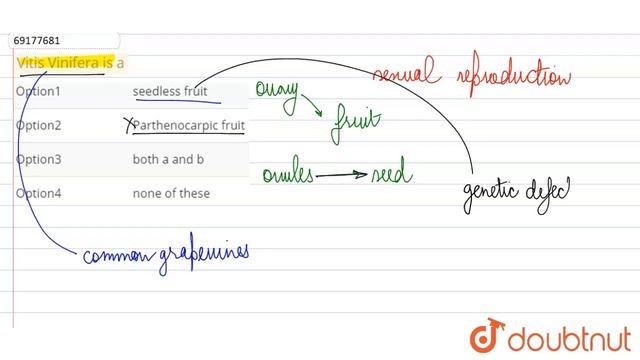 Vitis Vinifera is a смотреть онлайн