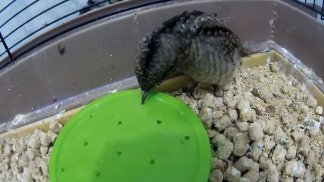 Вертишейка осваивает новую кормушку смотреть онлайн