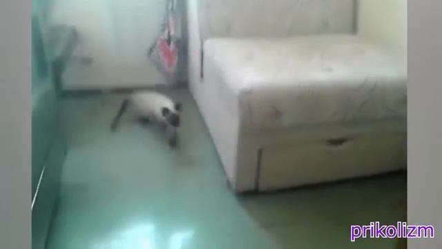 ПРИКОЛЫ С КОШКАМИ 2016 FUNNY CATS 2016 смотреть онлайн