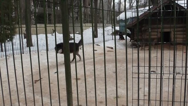 ч3 - 19 02 20 - прогулка по "ликвидированному" зоопарку Мишутка в парке Швейцария смотреть онлайн