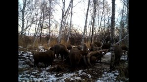 Заповедная фотоловушка