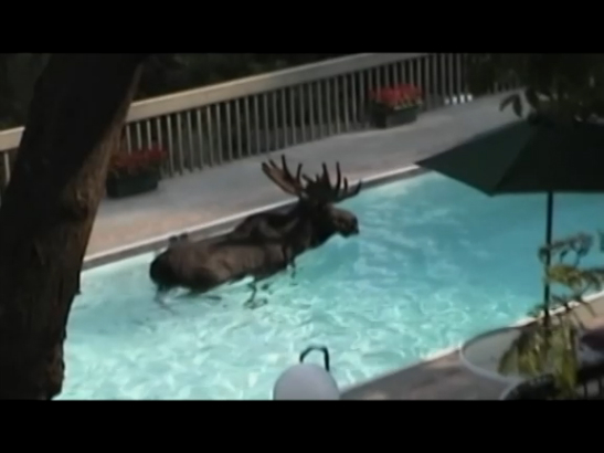 Animals Unexpected смотреть онлайн