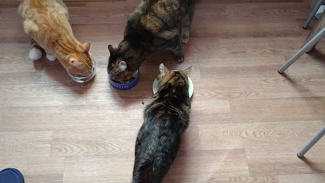 Веселая жизнь домашних кошек. кошачья семья.