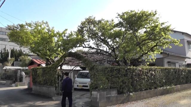 【撮影テスト】Panasonic HC-V720M フルハイビジョン～新緑のカンヒザクラ～ смотреть онлайн