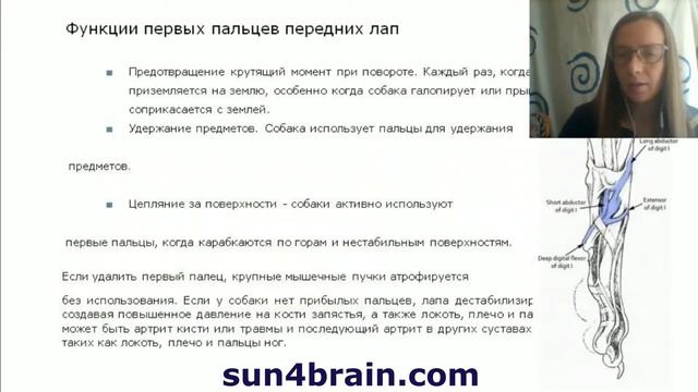 Лапы. Когти Важно для каждого владельца знать эти знания смотреть онлайн