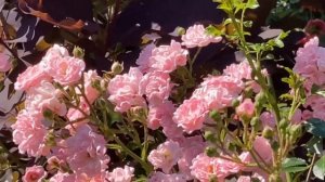 Почвопокровная Роза Фея и перчатки к ней и не только(Украина)