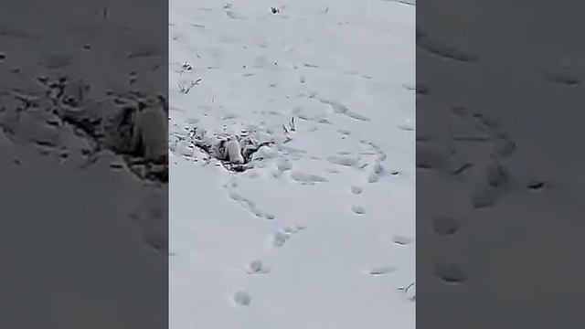 Горностай на охоте(6) смотреть онлайн